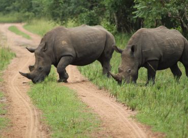Rhino